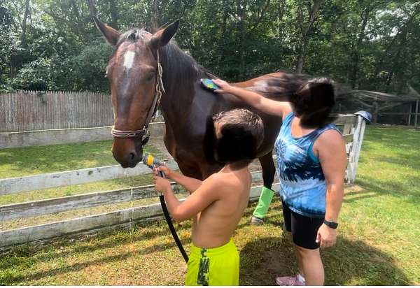 english-standardbred-horse