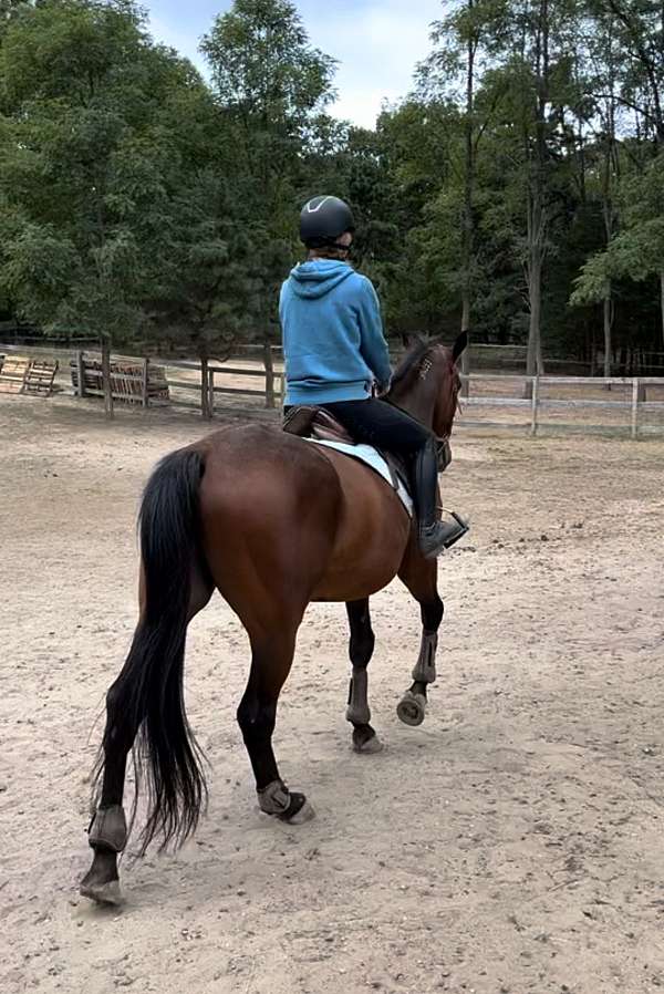 family-standardbred-horse