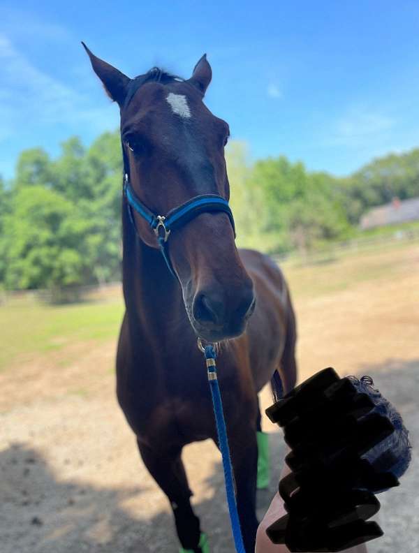 farrier-standardbred-horse