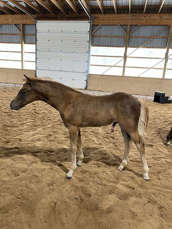 welsh-pony-colt