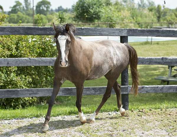 welsh-pony