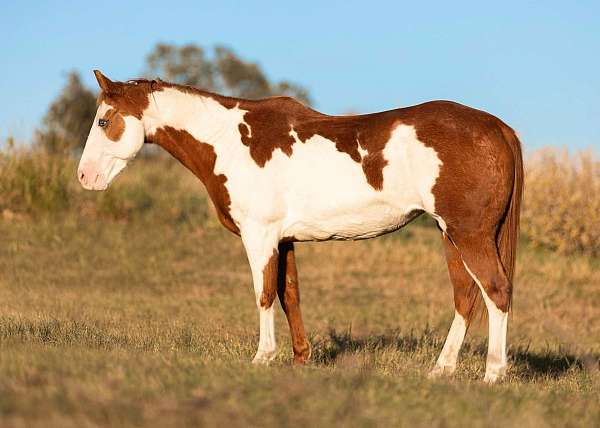 quarter-pony