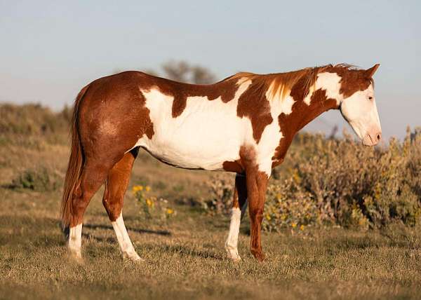 ranch-work-quarter-pony