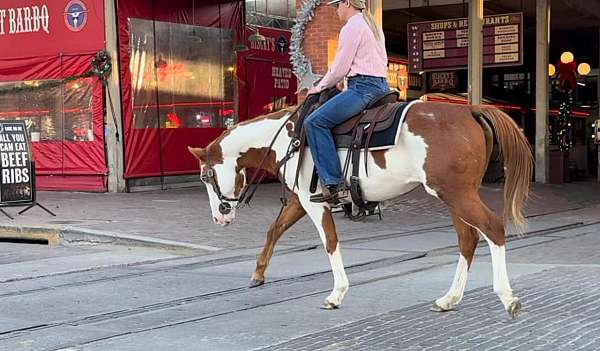 trail-quarter-pony