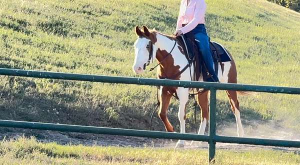 husband-safe-quarter-pony