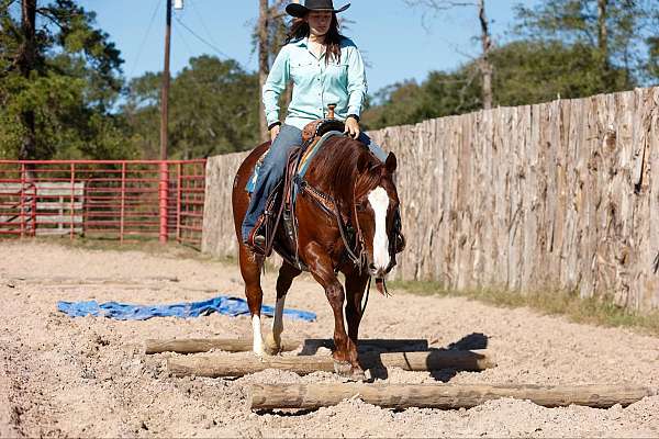 kid-safe-quarter-horse