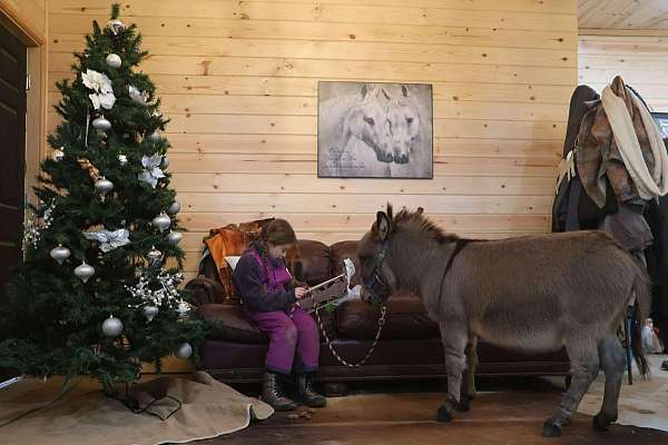 family-horse-quarter