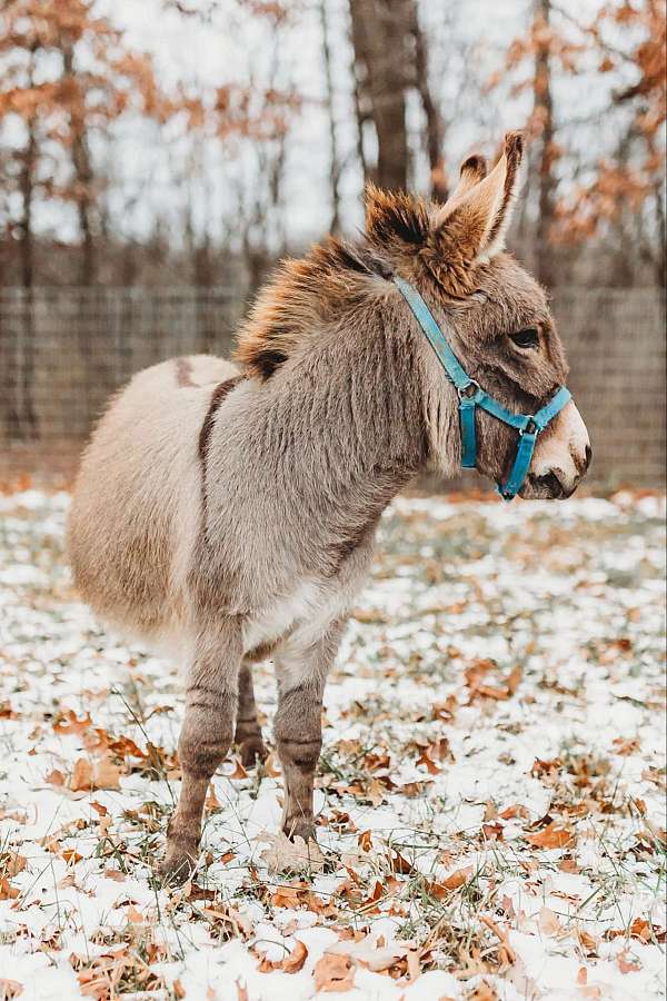 ranch-work-quarter-horse