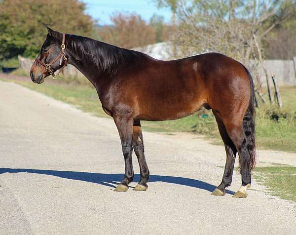 ranch-work-quarter-horse