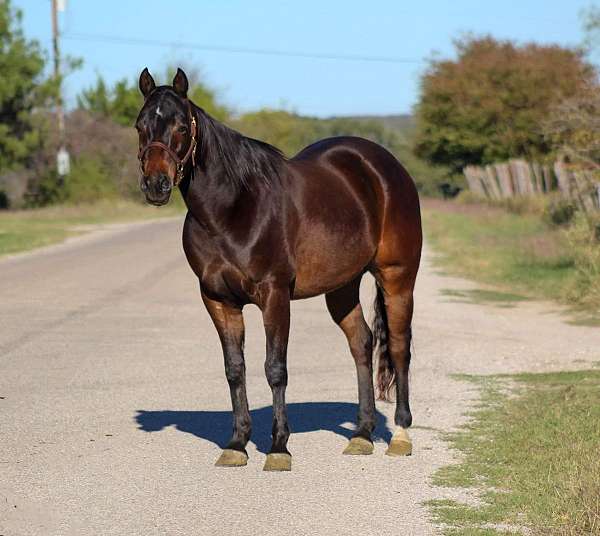 family-horse-quarter