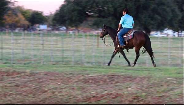 beginner-quarter-horse