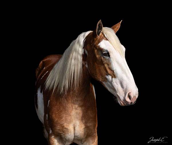 athletic-quarter-horse