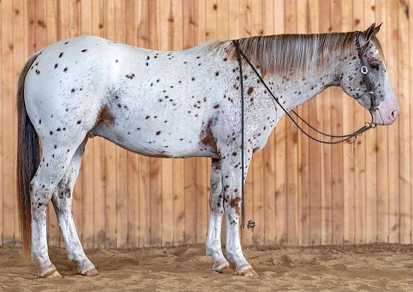 chestnut-appaloosa-horse