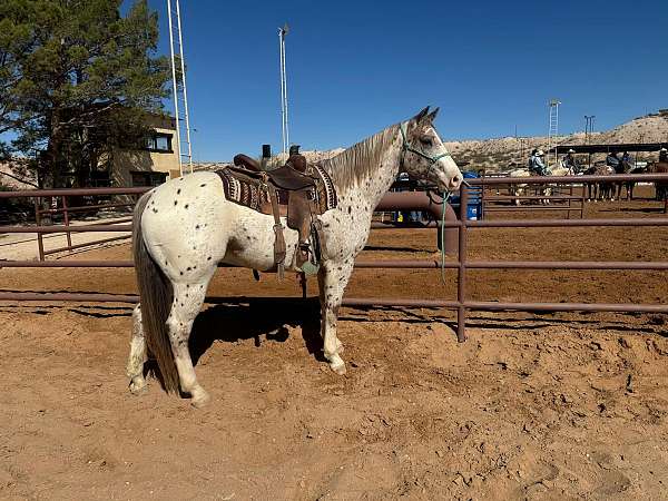 ranch-work-quarter-horse