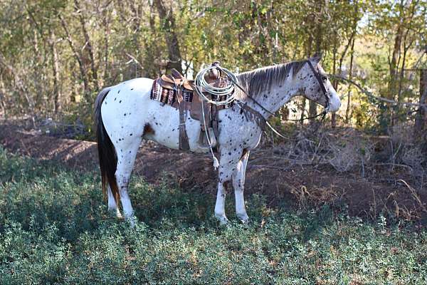 trail-quarter-horse