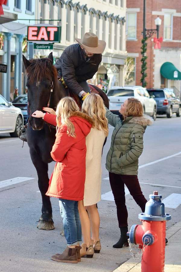 beginner-safe-quarter-horse