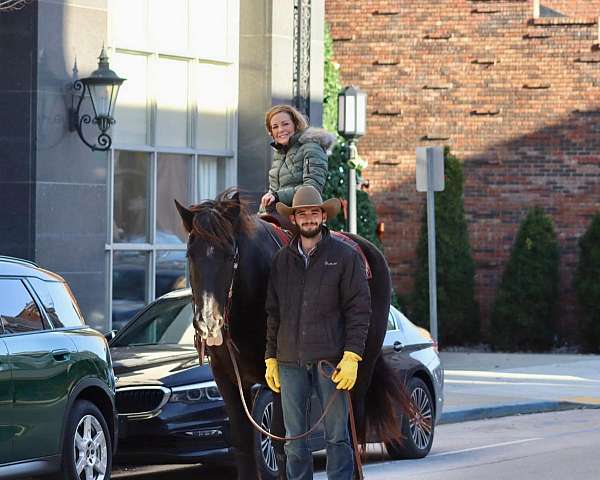 family-horse-quarter