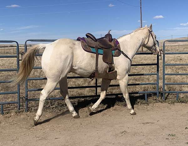 cremello-barrel-ranch-horse