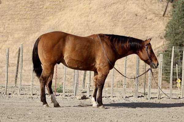 family-horse-quarter