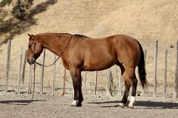 ranch-work-quarter-horse