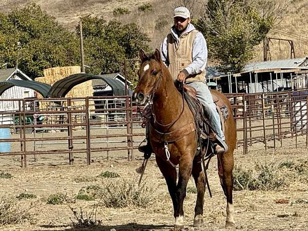 all-around-quarter-horse