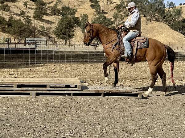 beginner-quarter-horse