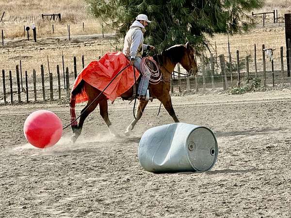 ranch-quarter-horse