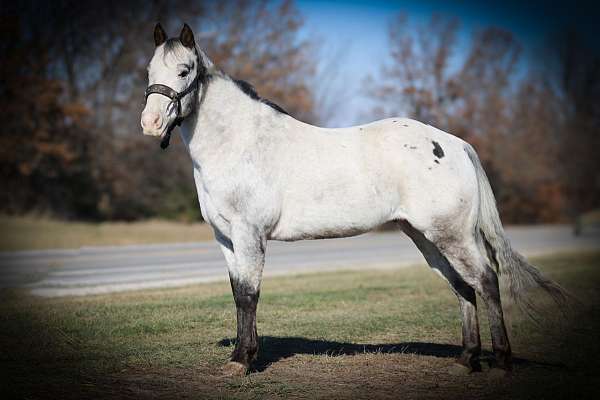 beginner-safe-quarter-horse