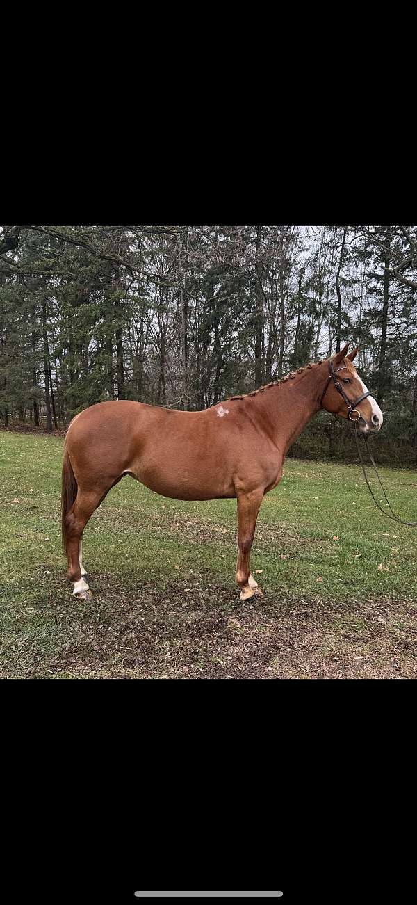 chestnut-irish-draught-stallion