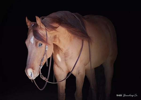 ranch-work-quarter-horse