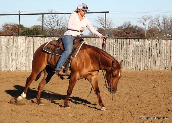 trail-quarter-horse