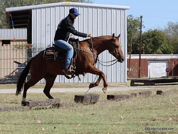 experienced-quarter-horse