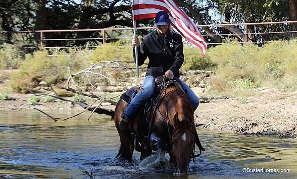 husband-safe-quarter-horse