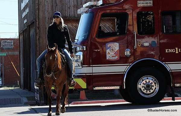 kid-safe-quarter-horse