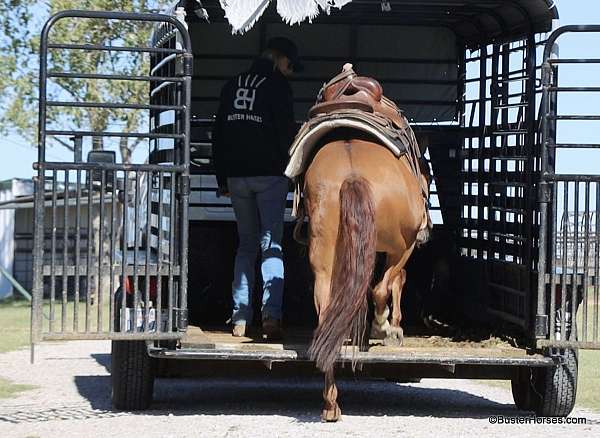 ranch-quarter-horse