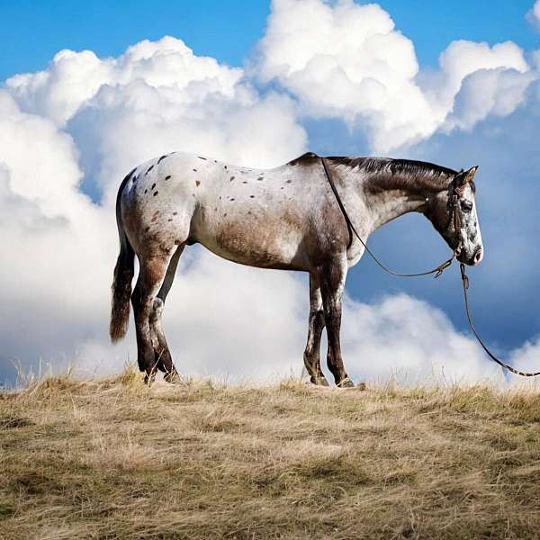 ranch-work-quarter-horse