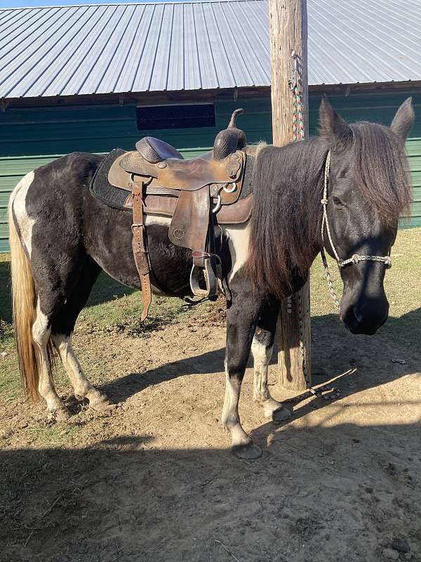 spotted-saddle-gelding