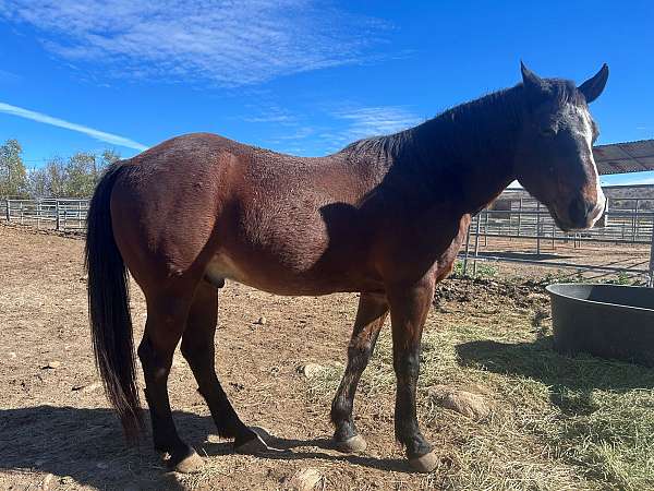 all-around-morgan-horse