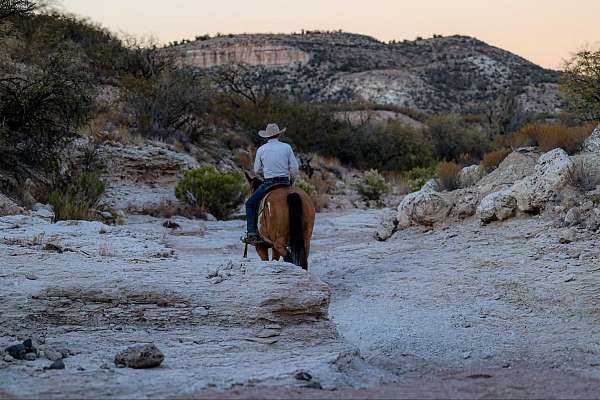 ranch-work-quarter-horse