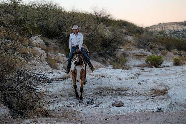 all-around-quarter-horse