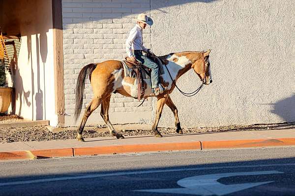 athletic-quarter-horse