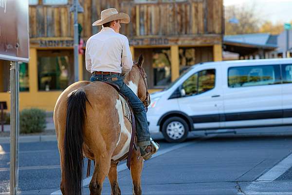 kid-safe-quarter-horse