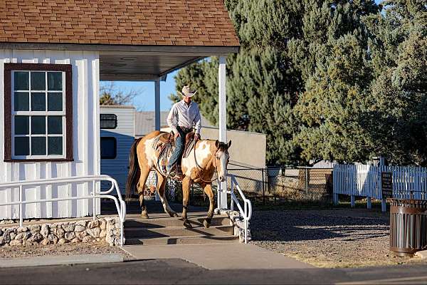 ranch-quarter-horse