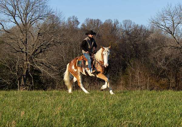 kid-safe-quarter-horse