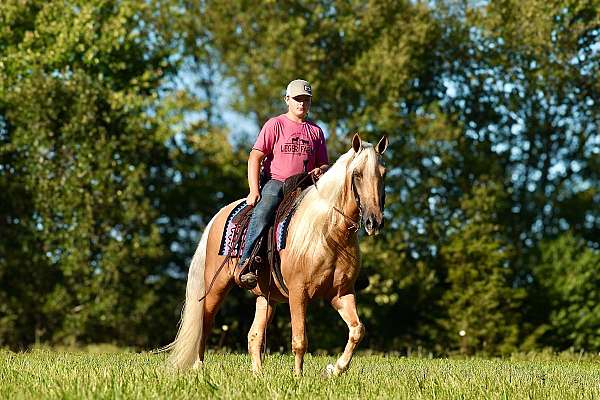 my-horse-connection-missouri-fox-trotter