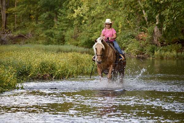 gun-safe-horse-missouri-fox-trotter