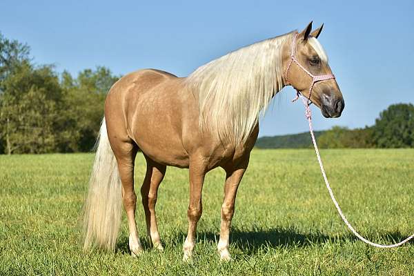 western-dressage-horse-missouri-fox-trotter