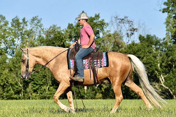 traffic-safe-horse-missouri-fox-trotter