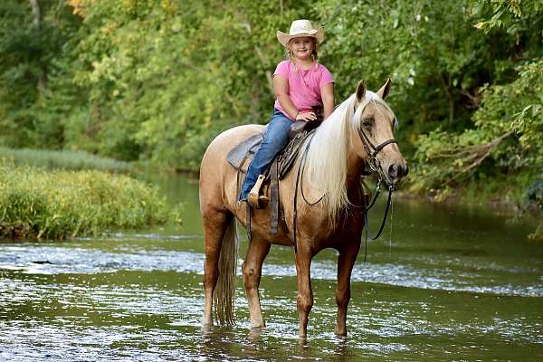 online-horse-sales-missouri-fox-trotter