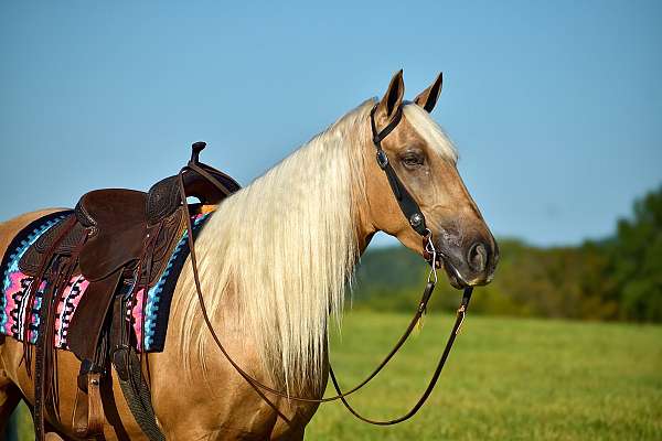 online-horse-sales-gelding